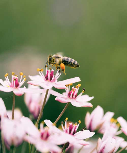 Wildlife Habitat Protection